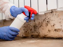 Best Black Mold Removal  in Rahway, NJ